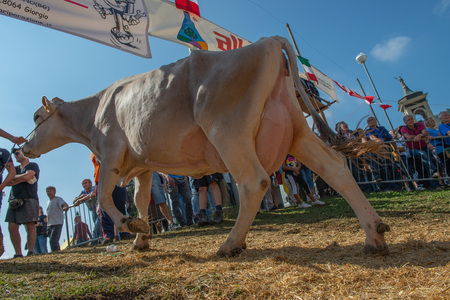 serina bergamo italy 19 September2018: exhibition of cows for queen of cows competitionのeditorial素材