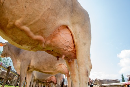 exhibition of cows for queen of cows competitionの写真素材
