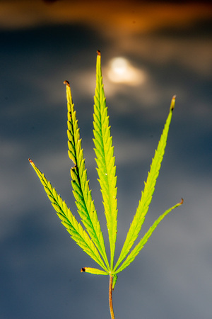 agricultural field cultivated with marijuanaの写真素材