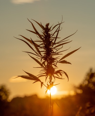 field cultivated with Indian hempの写真素材