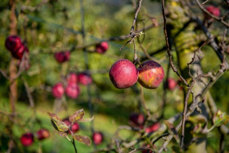 apple plantation, ready for harvest