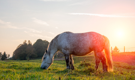 horses That past freedom at sunsetの写真素材
