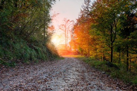 road in the woods in autumnの写真素材