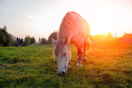horses That past freedom at sunsetの写真素材