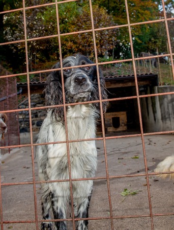 Hunting dog in a cageの写真素材