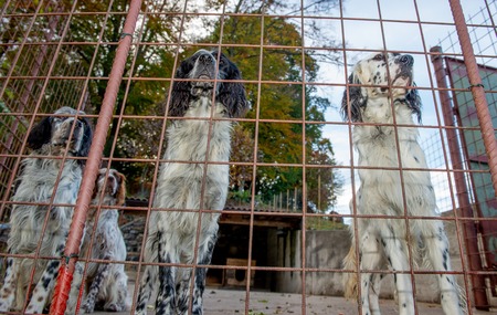 Hunting dog in a cage