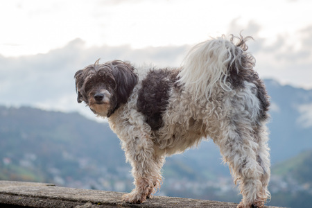 little dog looking at the photographer