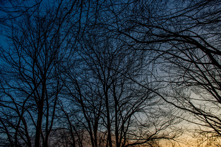 backlit trees at sunset in the mountainsの写真素材