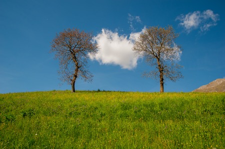 hill with flowering cherry treesの写真素材