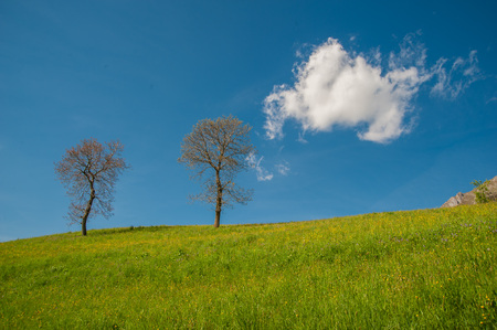 hill with flowering cherry treesの写真素材
