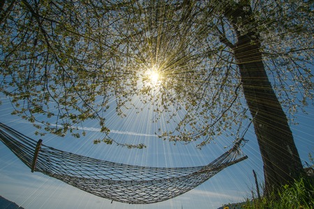 relax in comfortable hammock suspended between the treesの写真素材