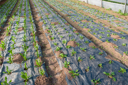 organic cultivation of vegetables in greenhousesの写真素材