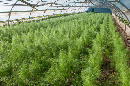 organic cultivation of vegetables in greenhousesの写真素材