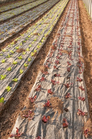 organic cultivation of vegetables in greenhousesの写真素材