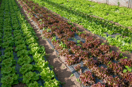 organic cultivation of vegetables in greenhousesの写真素材