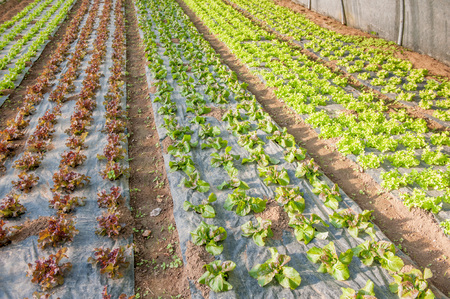 organic cultivation of vegetables in greenhousesの写真素材