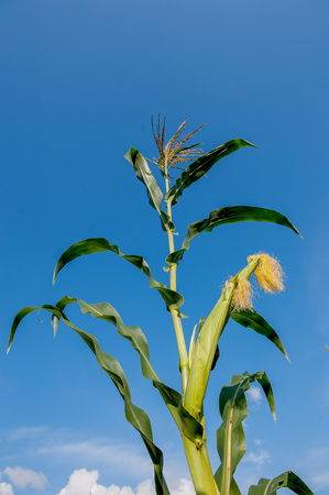 cobs not yet ripe in the fieldの写真素材