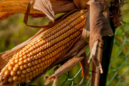 cobs not yet ripe in the fieldの写真素材