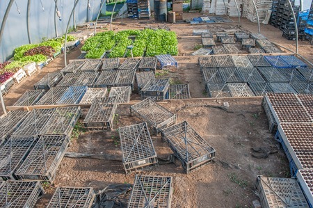 organic cultivation of vegetables in greenhousesの写真素材