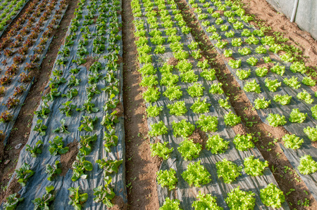 organic cultivation of vegetables in greenhousesの写真素材
