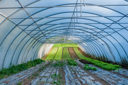 organic cultivation of vegetables in greenhousesの写真素材