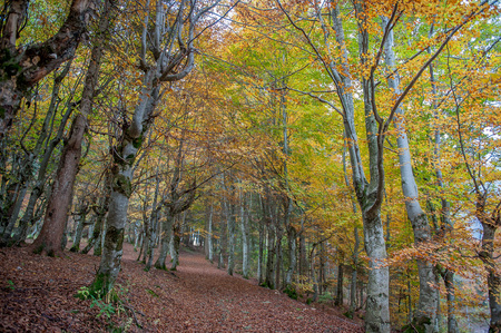 colors of the forest in autumnの写真素材
