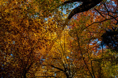 enchanted forest with the colors of autumnの写真素材