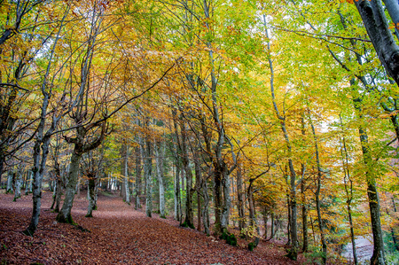 colors of the forest in autumnの写真素材