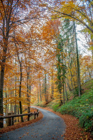 road through the colorful woods in the fallの写真素材