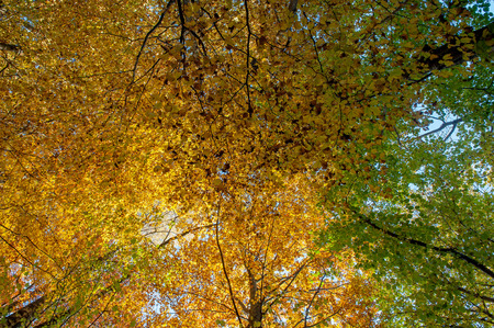 enchanted forest with the colors of autumnの写真素材