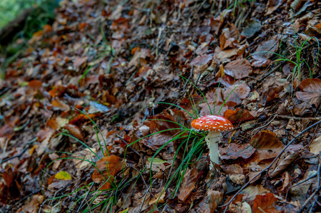 poisonous mushroom in the autumn forestの写真素材