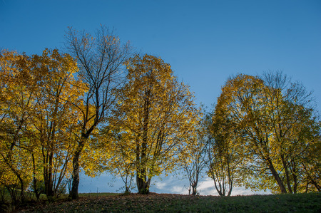 enchanted forest with the colors of autumnの写真素材