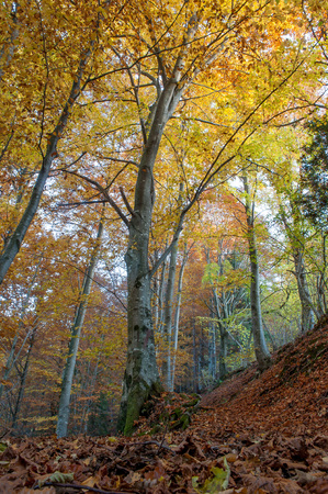enchanted forest with the colors of autumnの写真素材