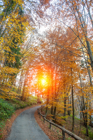 road through the colorful woods in the fallの写真素材