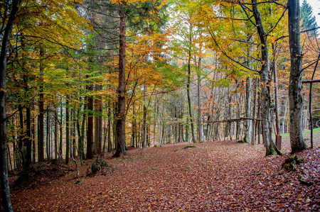 colors of the forest in autumnの写真素材