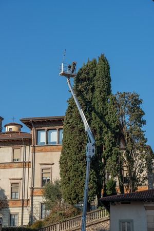 gardener pruning tree on mobile platformの写真素材