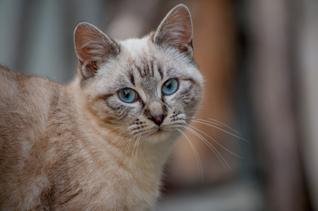 tender look of kittens to weanの写真素材