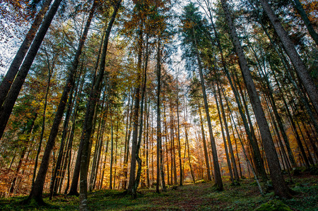colorful forest in the fallの写真素材
