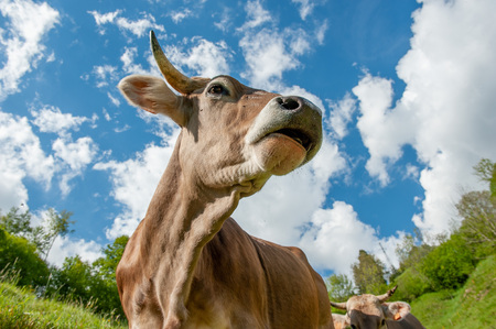 Cow trying to mount other cowの写真素材