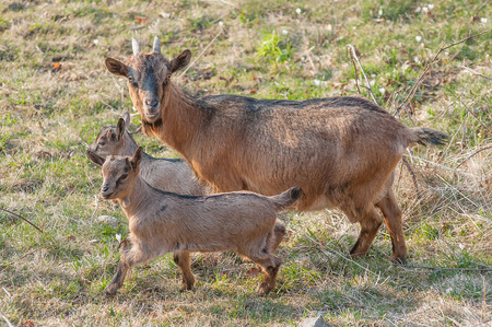 goats grazing with small goatsの写真素材