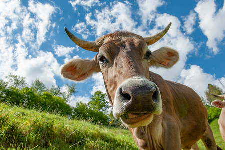 Cow trying to mount other cowの写真素材