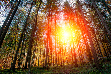 colorful forest in the fallの写真素材