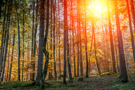 colorful forest in the fallの写真素材