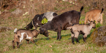 goats grazing with small goatsの写真素材