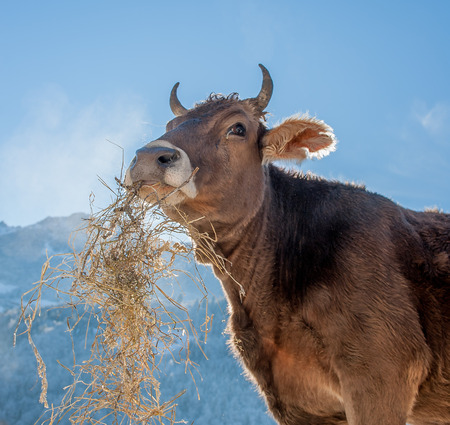 cow grazing on organic farmの写真素材