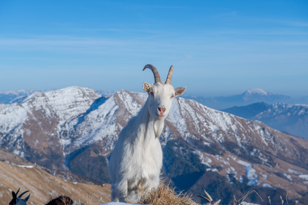goats in the mountainous and Kashmir regionsの写真素材