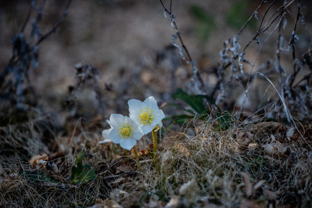 Helleborus is a flower that blooms in the snowの写真素材