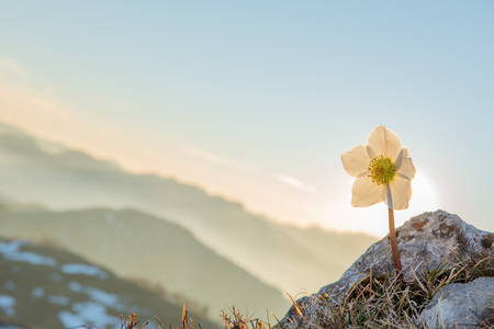 Helleborus is a flower that blooms in the snowの写真素材