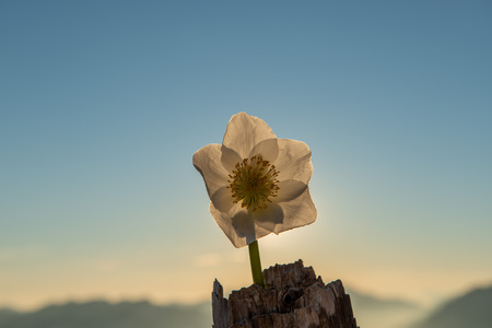 Helleborus is a flower that blooms in the snowの写真素材
