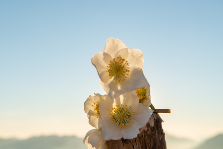 Helleborus is a flower that blooms in the snowの写真素材